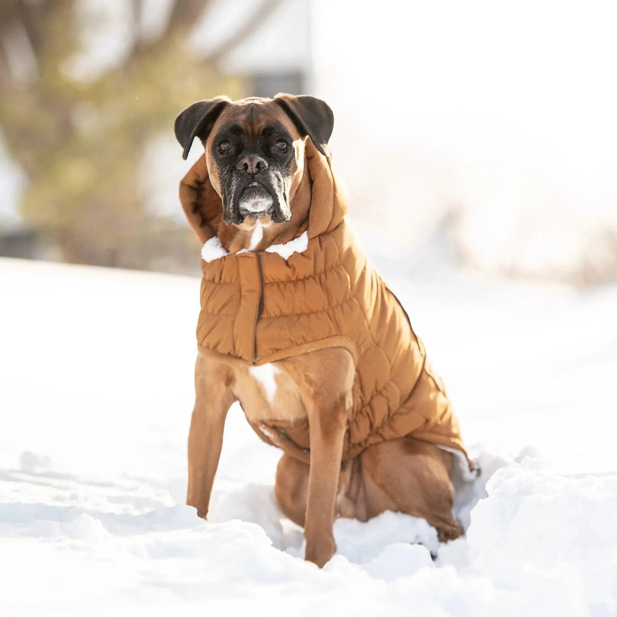 Arctic Dog Parka | Wood