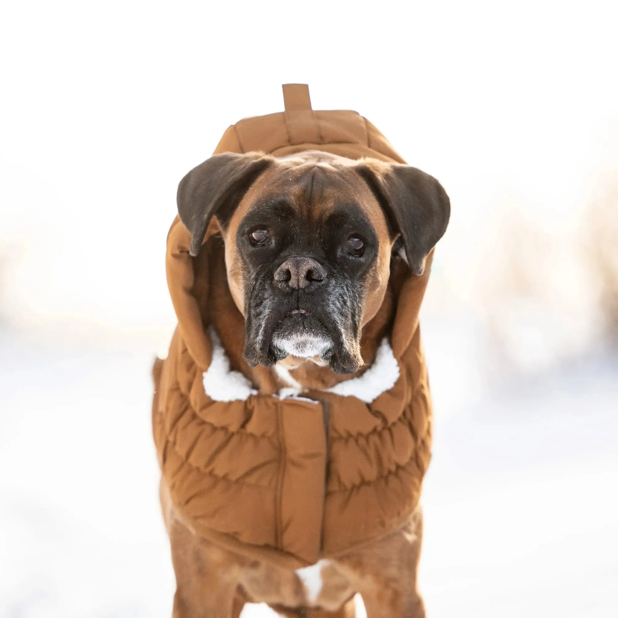 Arctic Dog Parka | Wood